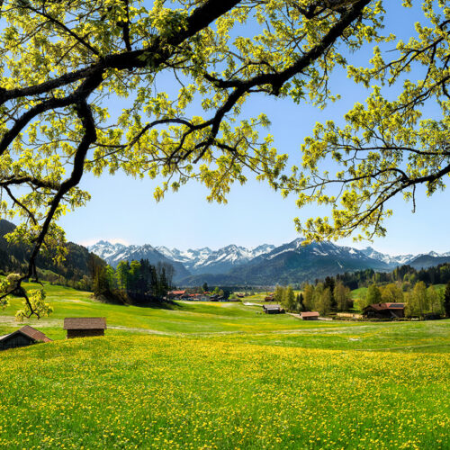 15 8789 Panorama Allgaeu Alpen Berge Oberstdorf Fruehling Spring Blumen Bergblumen Baum Baeume Wald Wiese Oberallgaeu gruene wiesen blauer himmel gelb sonne