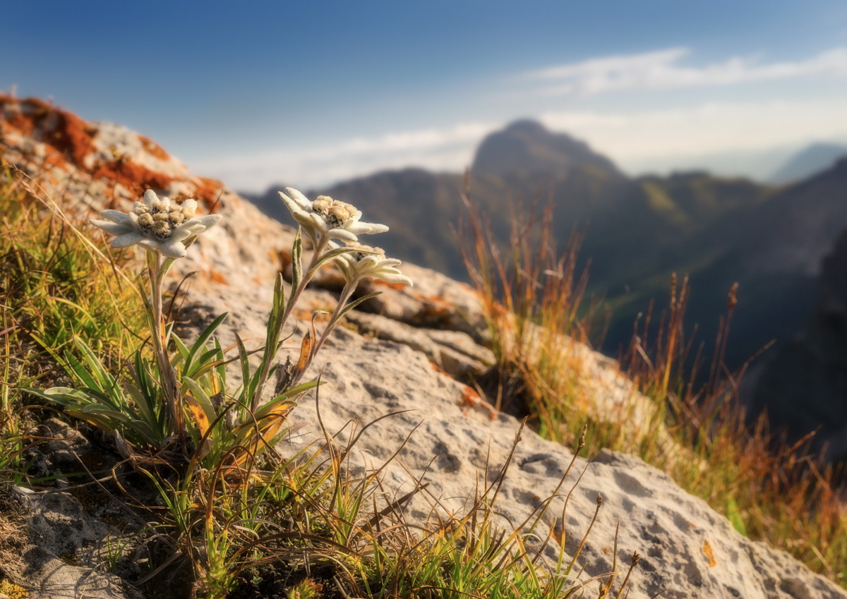 allgäu bilder Panorama Dolomiten Sonnenaufgang Alpenglühen Blumen Bergblumen Edelweiss grün blauer himmel sommer sonne