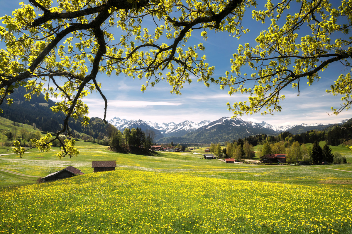 allgäu bilder Panorama Allgäu Alpen Berge Oberstdorf Frühling Spring Blumen Bergblumen Baum Bäume Wald Wiese Oberallgäu grüne wiesen blauer himmel gelb sonne