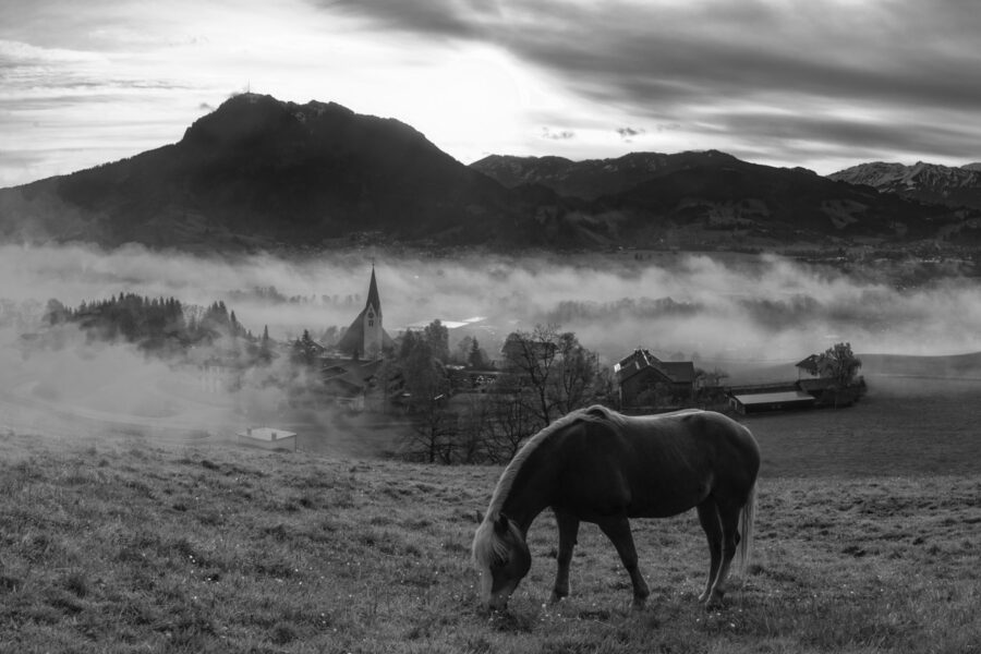 leinwand schwarz weiß wandbilder foto kaufen Allgäu Alpen Berge Seifriedsberg Pferd Sonnenaufgang Oberallgäu herbst sonne
