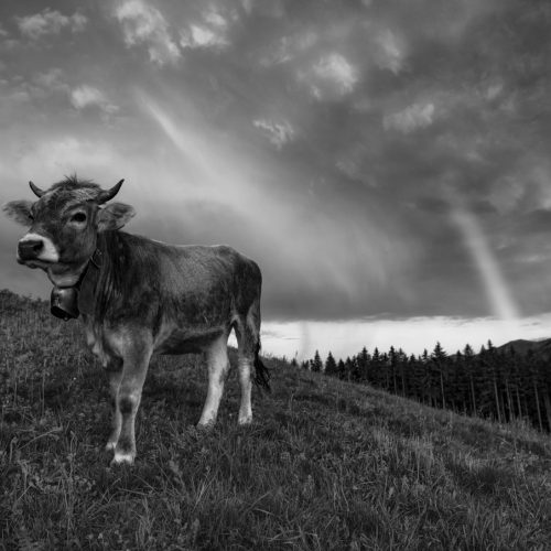 leinwand schwarz weiß wandbilder foto kaufen Allgäu Alpen Berge Kuh Braunvieh Vieh Rind Rinder Kühe Viehscheid Alp Abtrieb Bergsommer Regenbogen Oberstdorfer Himmel Oberallgäue himmel