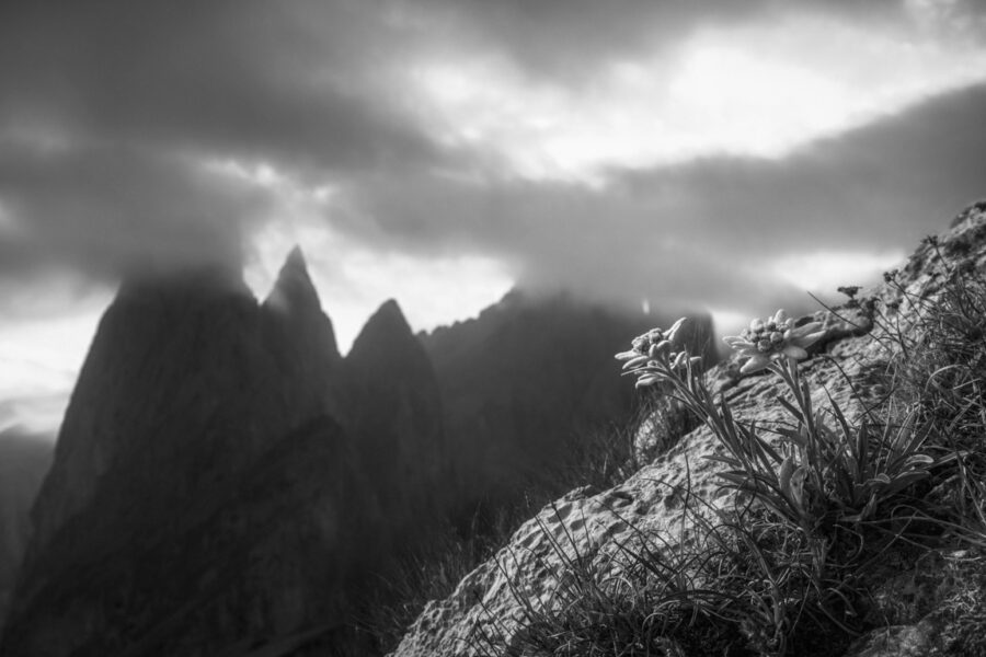 leinwand schwarz weiß wandbilder foto kaufen Dolomiten Sonnen Wolken Blumen Bergblumen Edelweiss sommer sonne