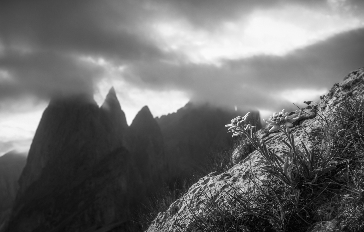 leinwand schwarz weiß wandbilder foto kaufen Dolomiten Sonnen Wolken Blumen Bergblumen Edelweiss sommer sonne