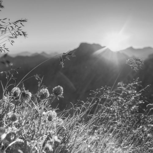 leinwand schwarz weiß wandbilder foto kaufen Allgäu Alpen Nebelhorn Berge Oberstdorf Sommer Alpenglühen Sonnenuntergang Blumen Bergblumen Oberallgäue himmel sonne