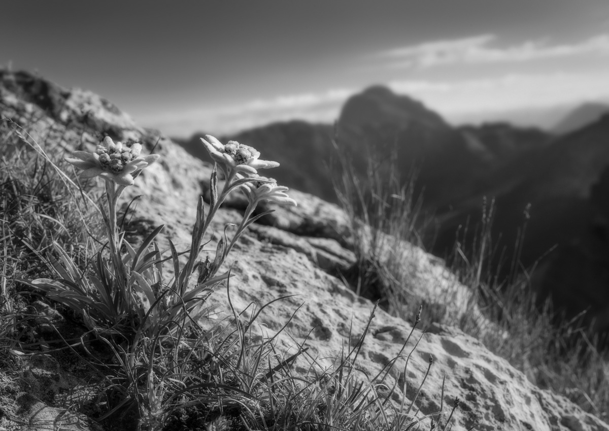 leinwand schwarz weiß wandbilder foto kaufen Dolomiten Sonnenaufgang Alpenglühen Blumen Bergblumen Edelweisser himmel sommer sonne
