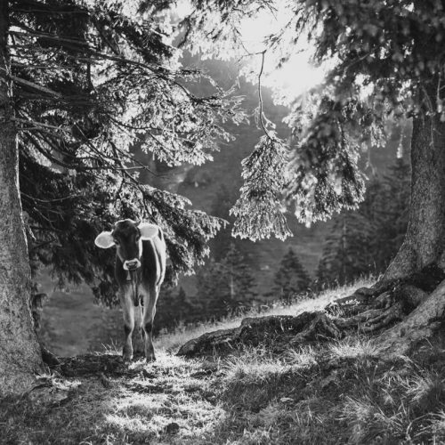 leinwand schwarz weiß wandbilder foto kaufen Allgäu Alpen Berge Kuh Braunvieh Vieh Rind Rinder Kühe Viehscheid Alp Alm Abtrieb Bergsommer Oberallgäu