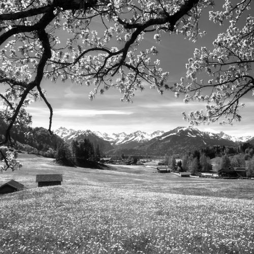 leinwand schwarz weiß wandbilder foto kaufen Allgäu Alpen Berge Oberstdorf Frühling Spring Blumen Bergblumen Baum Bäume Wald Wiese Oberallgäue himmel sonne