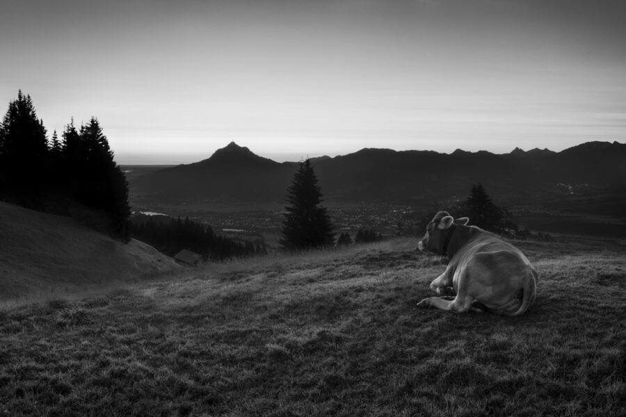 leinwand schwarz weiß wandbilder foto kaufen Allgäu Alpen Berge Kuh Braunvieh Vieh Rind Rinder Kühe Viehscheid Alp Alm Abtrieb Bergsommer Oberallgäu
