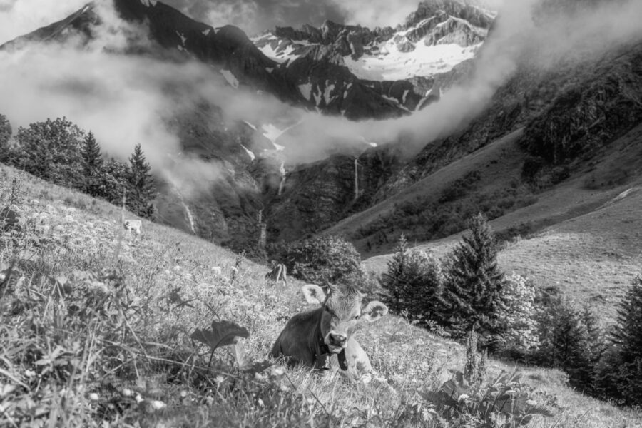 leinwand schwarz weiß wandbilder foto kaufen Allgäu Alpen Berge Kuh Braunvieh Vieh Rind Rinder Kühe Viehscheid Alp Alm Abtrieb Bergsommer Oberstdorf Oberallgäue himmel sonne