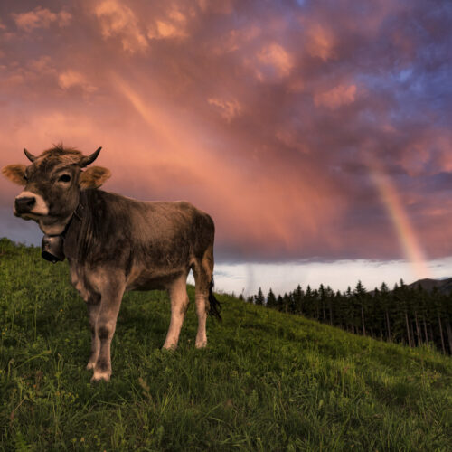 Panorama Allgäu Alpen Berge Kuh Braunvieh Vieh Rind Rinder Kühe Viehscheid Alp Alm Abtrieb fotogalerie oberstdorf Regenbogen blauer Himmel Oberallgäu grüne wiesen blauer himmel+