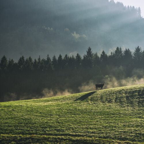fotogalerie oberstdorf Allgäu Alpen Berge Kuh Braunvieh Vieh Rind Rinder Kühe Viehscheid Alp Alm Abtrieb Bergsommer Oberallgäu grün