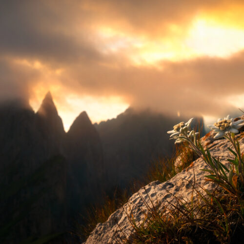 fotogalerie oberstdorf Dolomiten Sonnen Wolken Blumen Bergblumen Edelweiss schwarz weiß orange rot sommer sonne