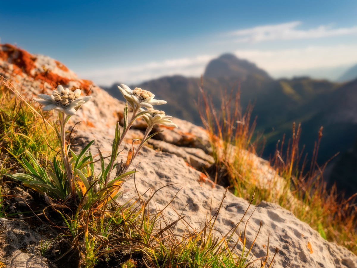 15_7103-Panorama-Dolomiten-Sonnenaufgang-Alpenglühen-Blumen-Bergblumen-Edelweiss-grün-blauer-himmel-sommer-sonne+++