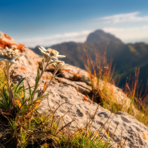 fotogalerie oberstdorf Dolomiten Sonnenaufgang Alpenglühen Blumen Bergblumen Edelweiss grün blauer himmel sommer sonne