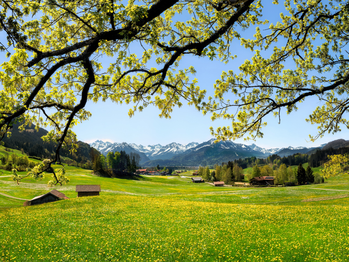 15_8789-Panorama-Allgäu-Alpen-Berge-Oberstdorf-Frühling-Spring-Blumen-Bergblumen-Baum-Bäume-Wald-Wiese-Oberallgäu-grüne-wiesen-blauer-himmel-gelb-sonne+++