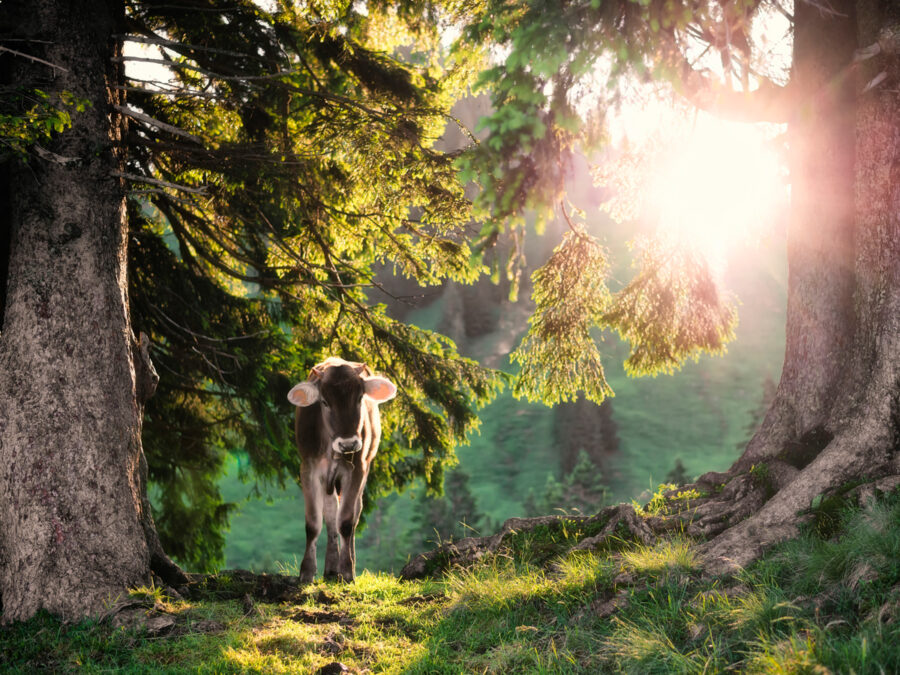 20_8361-Panorama-Allgäu-Alpen-Berge-Kuh-Braunvieh-Vieh-Rind-Rinder-Kühe-Viehscheid-Alp-Alm-Abtrieb-Bergsommer-Oberallgäu-grün-schwarz+++