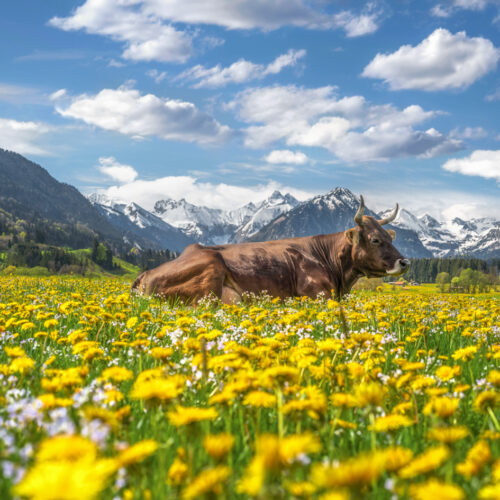fotogalerie oberstdorf Allgäu Alpen Oberstdorf Berge Kuh Braunvieh Vieh Rind Rinder Kühe Viehscheid Alp Alm Löwenzahn Frühling Rubi Oberallgäu grüne wiesen blauer himmel sonne