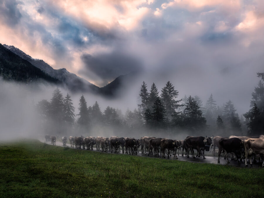 30_1811-Panorama-Allgäu-Alpen-Berge-Kuh-Braunvieh-Vieh-Rind-Rinder-Kühe-Viehscheid-Sonnenaufgang-Alp-Alm-Abtrieb-Bergsommer-Hinterstein-Oberallgäu-orange-schwarz-weiß-blau-sonne+++