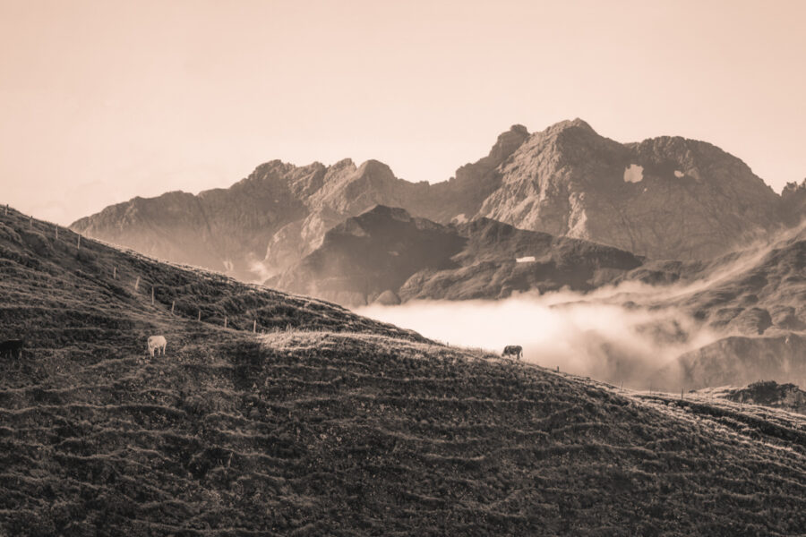 kuhbilder leinwand sepia wandbilder foto kaufen Berge Sommer nebelhorn kuhbild kuh bergsommer oberstdorf wolken