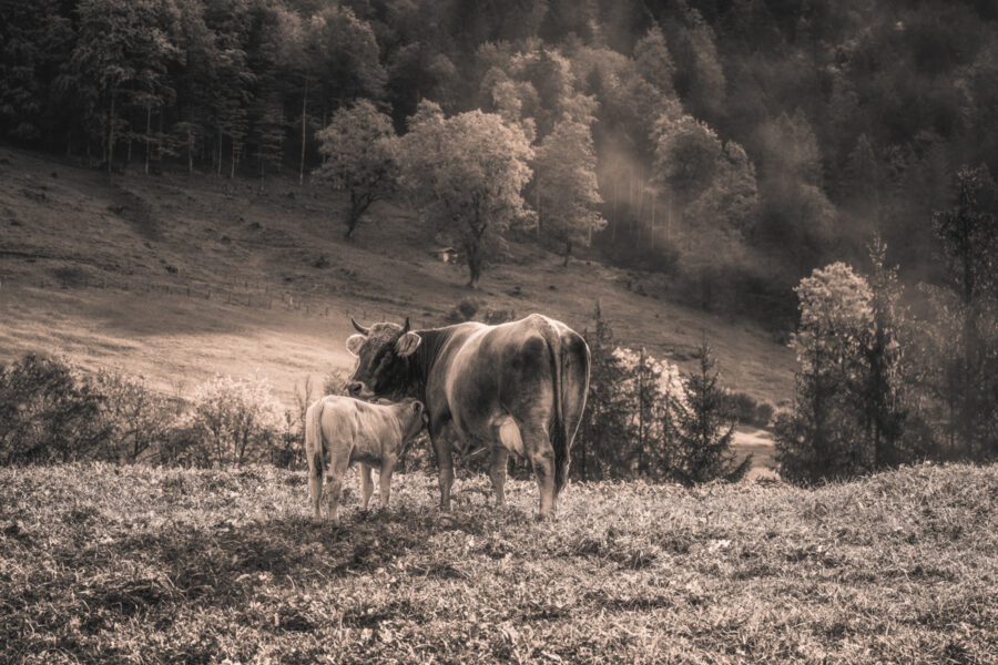 kuhbilder leinwand sepia wandbilder foto kaufen Berge Kuh Braunvieh Vieh Rind Rinder Kühe Viehscheid Alp Alm Abtrieb Bergsommer Oberallgäu