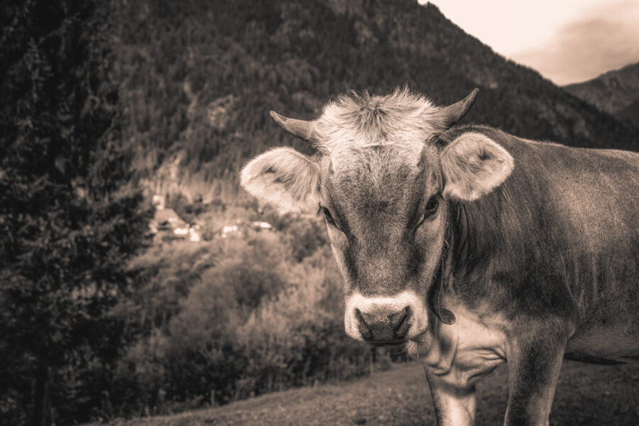 kuhbilder leinwand sepia wandbilder foto kaufen Berge Kuh Braunvieh Vieh Rind Rinder Kühe Viehscheid Alp Alm Abtrieb Bergsommer Oberallgäu