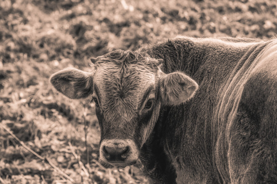 kuhbilder leinwand sepia wandbilder foto kaufen Berge Kuh Braunvieh Vieh Rind Rinder Kühe Viehscheid Alp Alm Abtrieb Bergsommer Oberallgäu