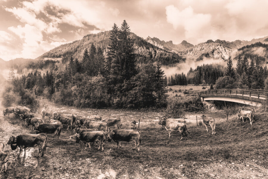 kuhbilder leinwand sepia wandbilder foto kaufen Berge Kuh Braunvieh Vieh Rind Rinder Kühe Viehscheid Alp Alm Abtrieb Bergsommer Hinterstein Oberallgäu