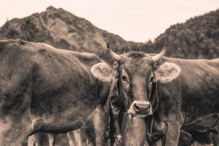 kuhbilder leinwand sepia wandbilder foto kaufen Berge Kuh Braunvieh Vieh Rind Rinder Kühe Viehscheid Alp Alm Abtrieb Bergsommer Hinterstein Oberallgäu