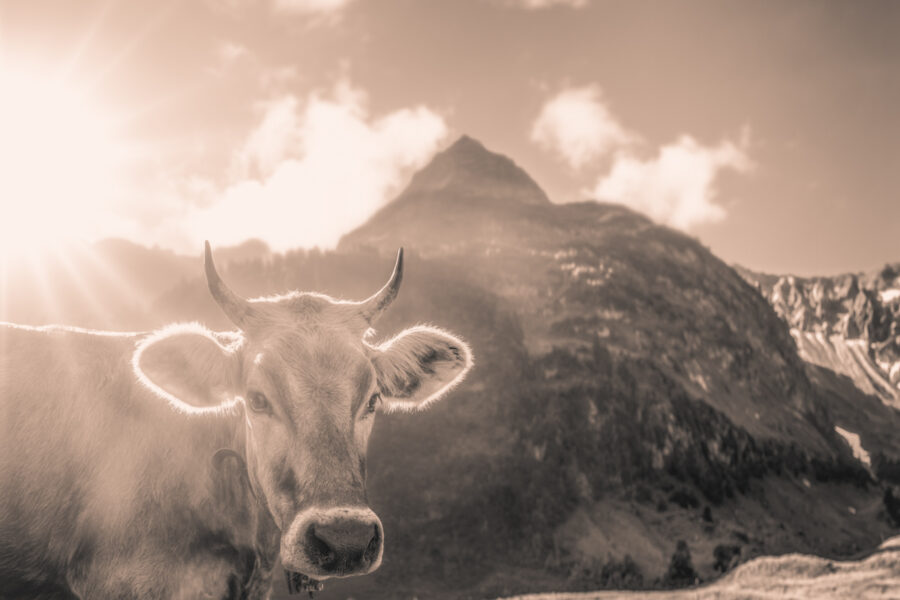 kuhbilder leinwand sepia wandbilder foto kaufen Berge Kuh Braunvieh Vieh Rind Rinder Kühe Viehscheid Alp Alm Abtrieb Bergsommer Hinterstein Oberallgäu wiesen himmel sonne