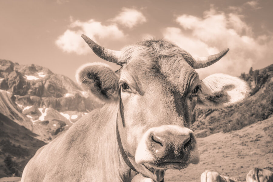 kuhbilder leinwand sepia wandbilder foto kaufen Berge Kuh Braunvieh Vieh Rind Rinder Kühe Viehscheid Alp Alm Abtrieb Bergsommer Hinterstein Oberallgäu wiesen himmel sonne