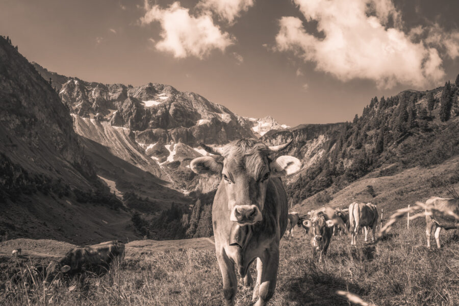 kuhbilder leinwand sepia wandbilder foto kaufen Kuh Bild Allgäu Alpen Berge Kuh Braunvieh Vieh Rind Kühe Viehscheid Alp Alm Bergsommer Bärgündle Hinterstein