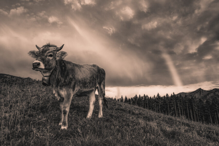 kuhbilder leinwand sepia wandbilder foto kaufen Berge Kuh Braunvieh Vieh Rind Rinder Kühe Viehscheid Alp Alm Abtrieb Bergsommer Regenbogen Oberstdorf Himmel Oberallgäu wiesen himmel