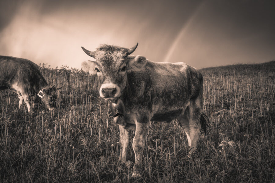 kuhbilder leinwand sepia wandbilder foto kaufen Allgäu Alpen Berge Kuh Braunvieh Vieh Rind Rinder Kühe Viehscheid Alp Alm Abtrieb Bergsommer Regenbogen Oberstdorf Oberallgäu