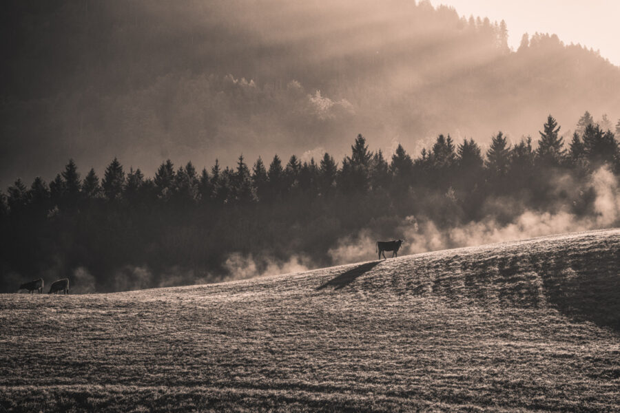 kuhbilder leinwand sepia wandbilder foto kaufen Berge Kuh Braunvieh Vieh Rind Rinder Kühe Viehscheid Alp Alm Abtrieb Bergsommer Oberallgäu