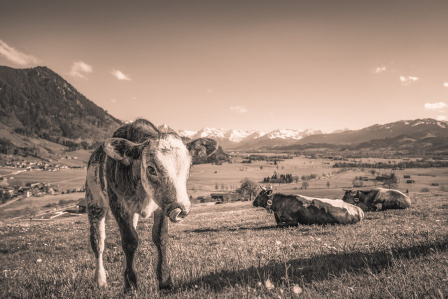 kuhbilder leinwand sepia wandbilder foto kaufen ten Berge Kuh Braunvieh Vieh Rind Rinder Kühe Viehscheid Alp Alm Löwenzahn Frühling Rettenberg Oberallgäu wiesen himmel sonne