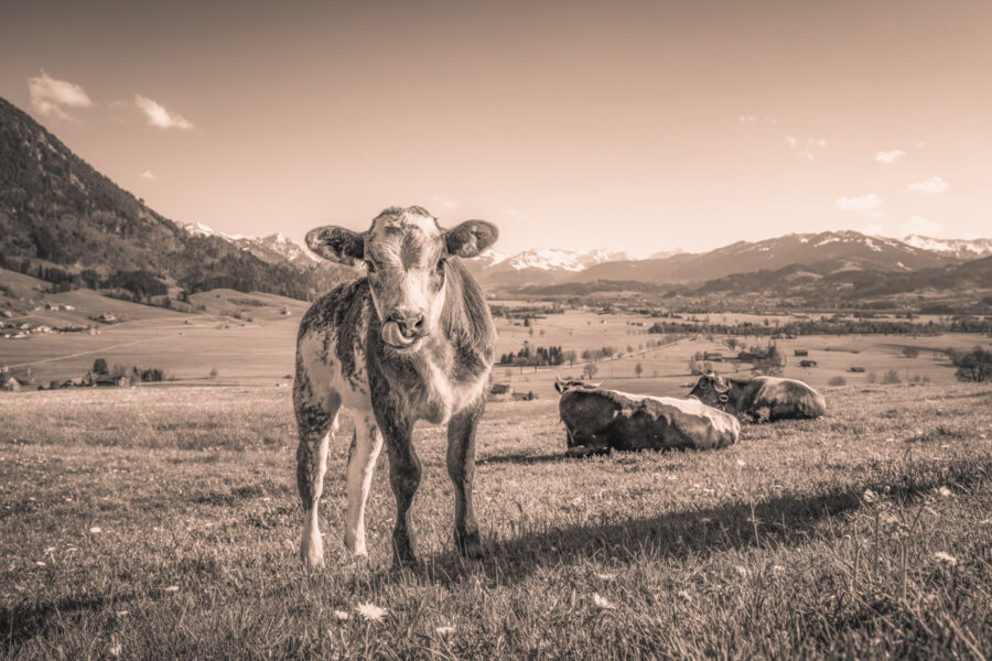 kuhbilder leinwand sepia wandbilder foto kaufen ten Berge Kuh Braunvieh Vieh Rind Rinder Kühe Viehscheid Alp Alm Löwenzahn Frühling Rettenberg Oberallgäu wiesen himmel sonne