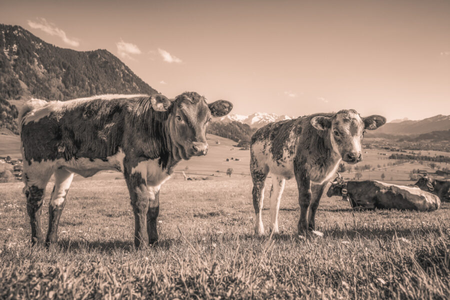 kuhbilder leinwand sepia wandbilder foto kaufen ten Berge Kuh Braunvieh Vieh Rind Rinder Kühe Viehscheid Alp Alm Löwenzahn Frühling Rettenberg Oberallgäu wiesen himmel sonne