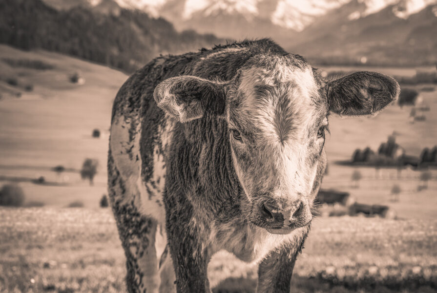 kuhbilder leinwand sepia wandbilder foto kaufen ten Berge Kuh Braunvieh Vieh Rind Rinder Kühe Viehscheid Alp Alm Löwenzahn Frühling Rettenberg Oberallgäu wiesen himmel sonne