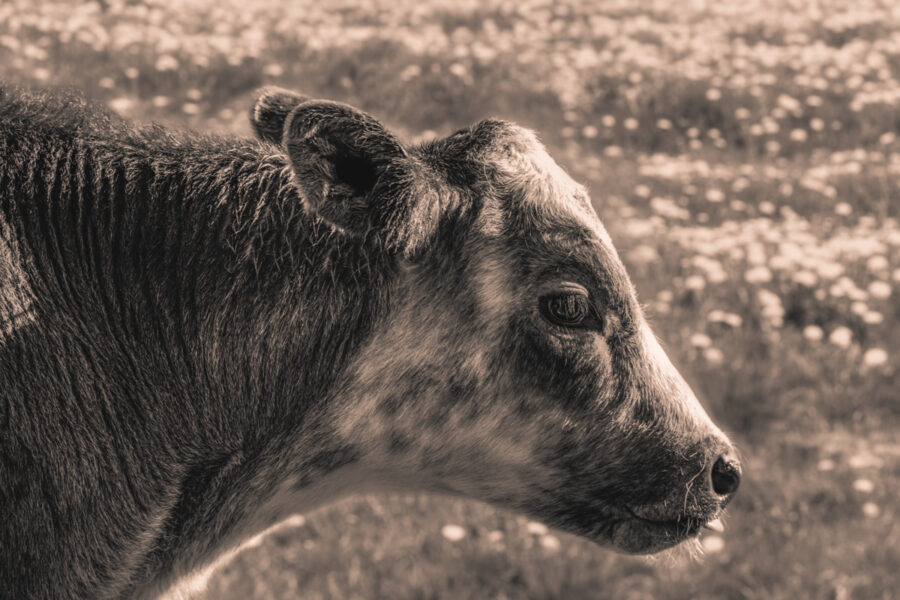 kuhbilder leinwand sepia wandbilder foto kaufen ten Berge Kuh Braunvieh Vieh Rind Rinder Kühe Viehscheid Alp Alm Löwenzahn Frühling Rettenberg Oberallgäu wiesen himmel