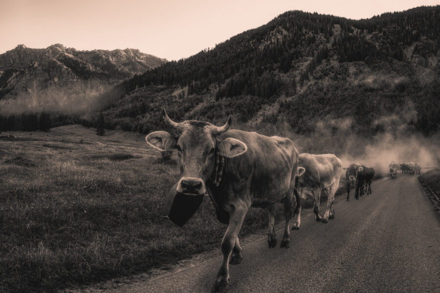 kuhbilder leinwand sepia wandbilder foto kaufen Berge Kuh Braunvieh Vieh Rind Rinder Kühe Viehscheid Alp Alm Abtrieb Bergsommer Hinterstein Oberallgäu