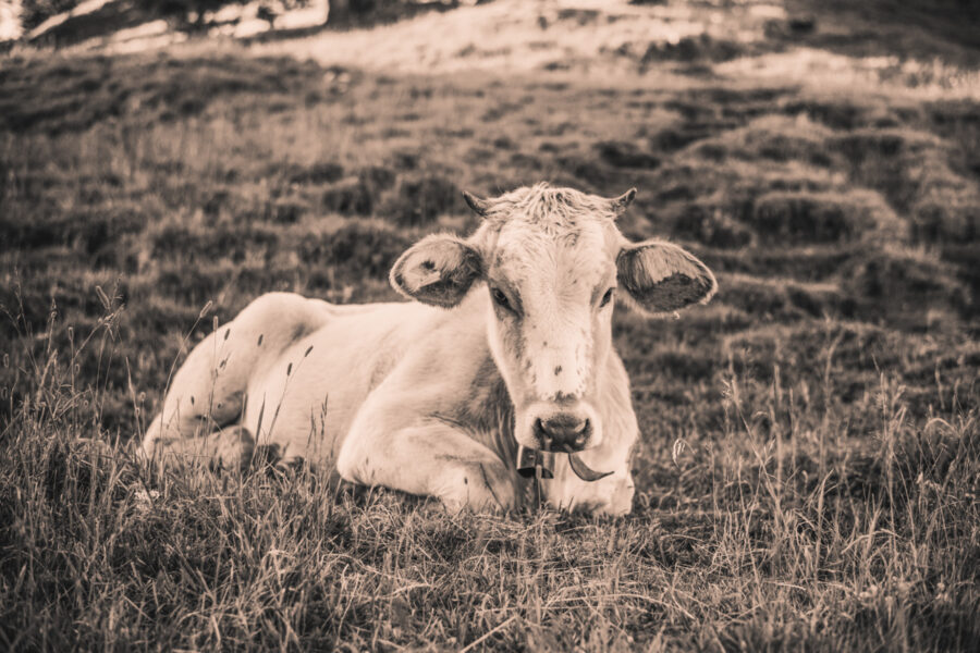 kuhbilder leinwand sepia wandbilder foto kaufen Berge Kuh Braunvieh Vieh Rind Rinder Kühe Viehscheid Alp Alm Abtrieb Bergsommer Oberallgäu