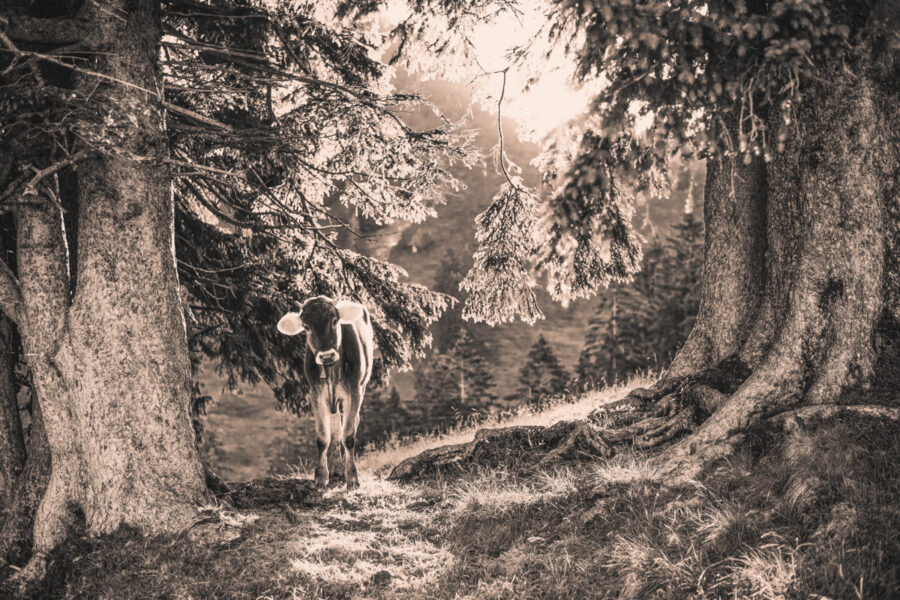 kuhbilder leinwand sepia wandbilder foto kaufen Allgäu Alpen Berge Kuh Braunvieh Vieh Rind Rinder Kühe Viehscheid Alp Alm Abtrieb Bergsommer Oberallgäu