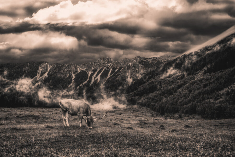 kuhbilder leinwand sepia wandbilder foto kaufen Berge Kuh Braunvieh Vieh Rind Rinder Kühe Viehscheid Alp Alm Abtrieb Bergsommer Hinterstein Oberallgäu weiß