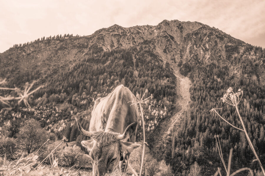 kuhbilder leinwand sepia wandbilder foto kaufen Berge Kuh Braunvieh Vieh Rind Rinder Kühe Viehscheid Alp Alm Abtrieb Herbst Hinterstein Oberallgäu