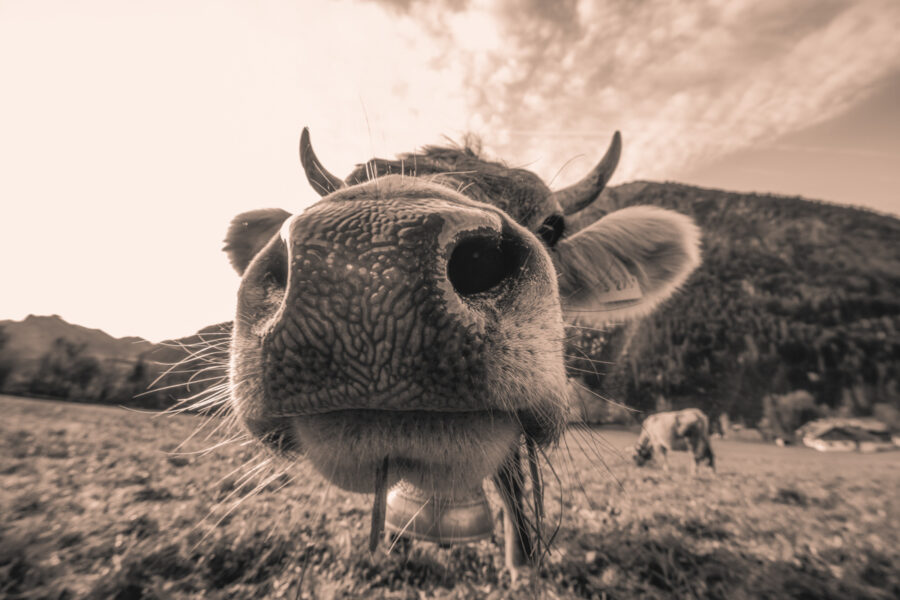 kuhbilder leinwand sepia wandbilder foto kaufen Berge Kuh Braunvieh Vieh Rind Rinder Kühe Viehscheid Alp Alm Abtrieb Bergsommer Hinterstein Oberallgäu