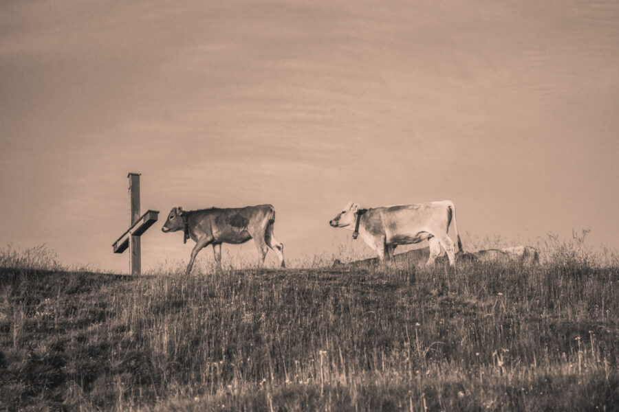 kuhbilder leinwand sepia wandbilder foto kaufen Berge Kuh Braunvieh Vieh Rind Rinder Kühe Viehscheid Alp Alm Abtrieb Bergsommer Oberallgäu himmel sonne