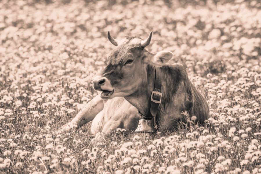 kuhbilder leinwand sepia wandbilder foto kaufen Allgäu Alpen Kuh Braunvieh Vieh Rind Rinder Kühe Alp Alm Löwenzahn Frühling Oberallgäu wiesen himmel