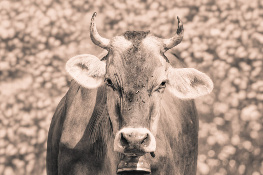 kuhbilder leinwand sepia wandbilder foto kaufen Allgäu Alpen Kuh Braunvieh Vieh Rind Rinder Kühe Alp Alm Löwenzahn Frühling Oberallgäu wiesen himmel