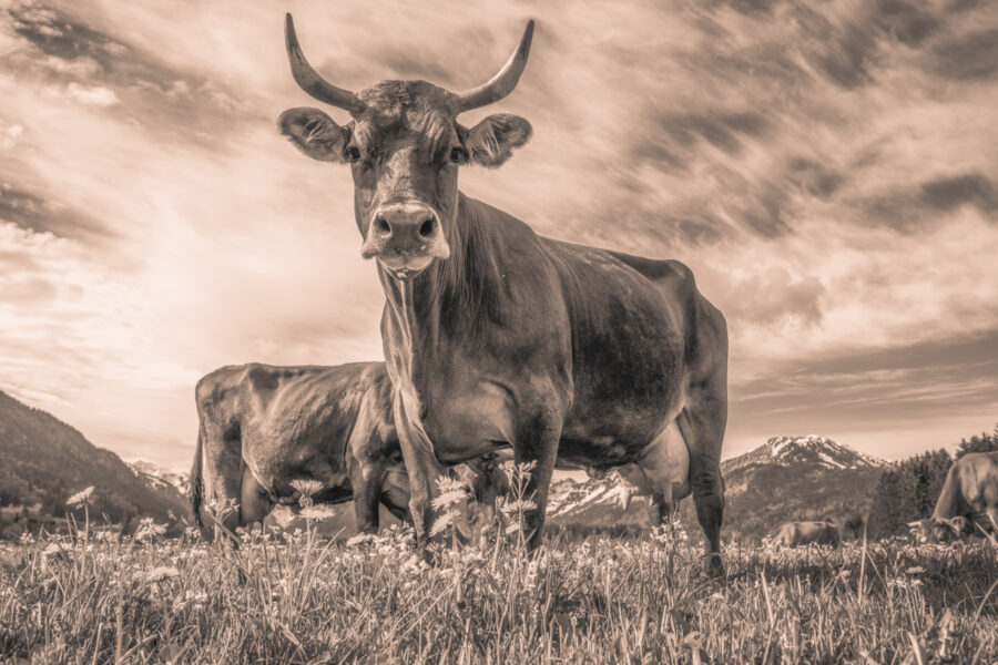 kuhbilder leinwand sepia wandbilder foto kaufen Oberstdorf Berge Kuh Braunvieh Vieh Rind Rinder Kühe Viehscheid Alp Alm Löwenzahn Frühling Rubi Oberallgäu wiesen himmel sonne