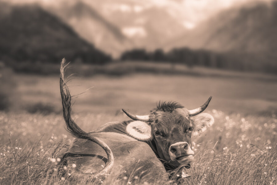 kuhbilder leinwand sepia wandbilder foto kaufen Berge Kuh Braunvieh Vieh Rind Rinder Kühe Bergsommer sommer blau